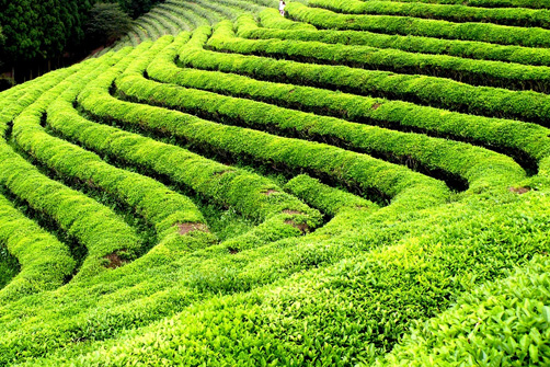 Tea Gardens